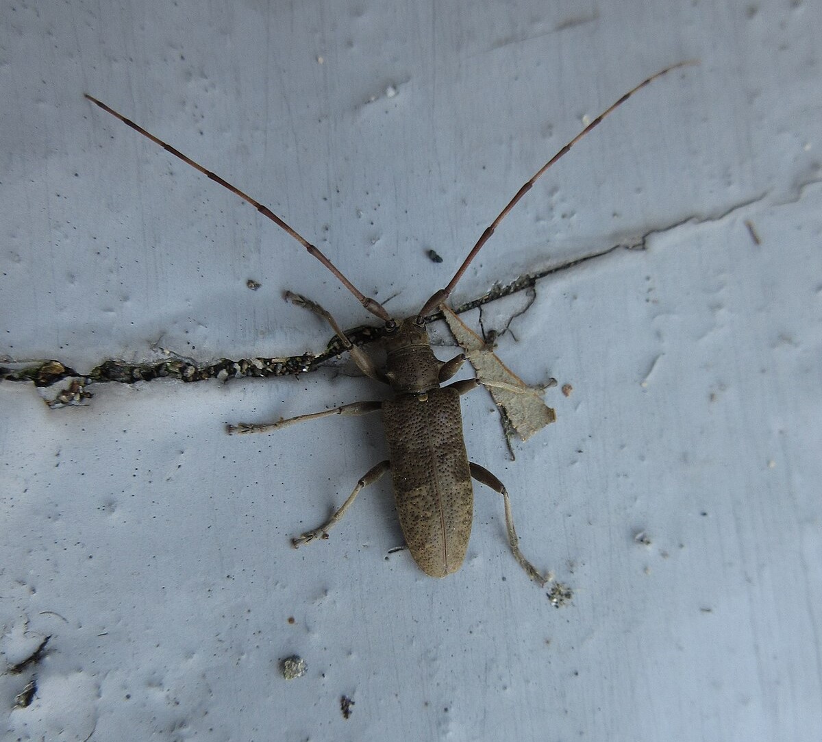 Acalolepta fraudatrix