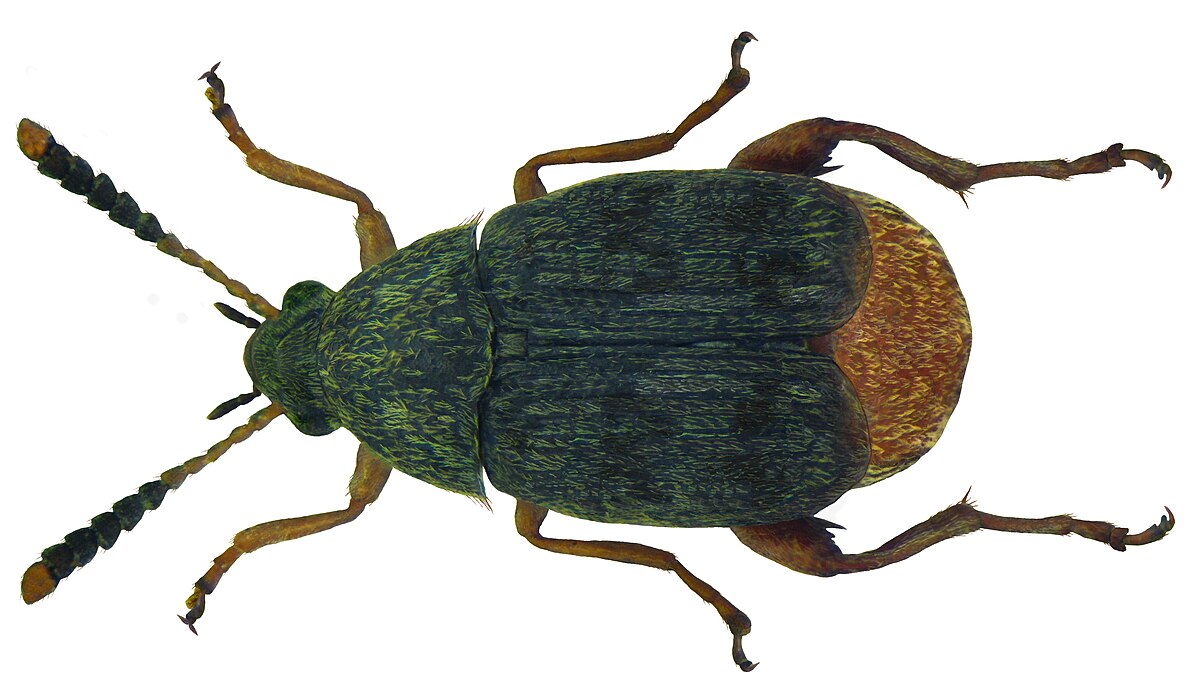Acanthoscelides obtectus