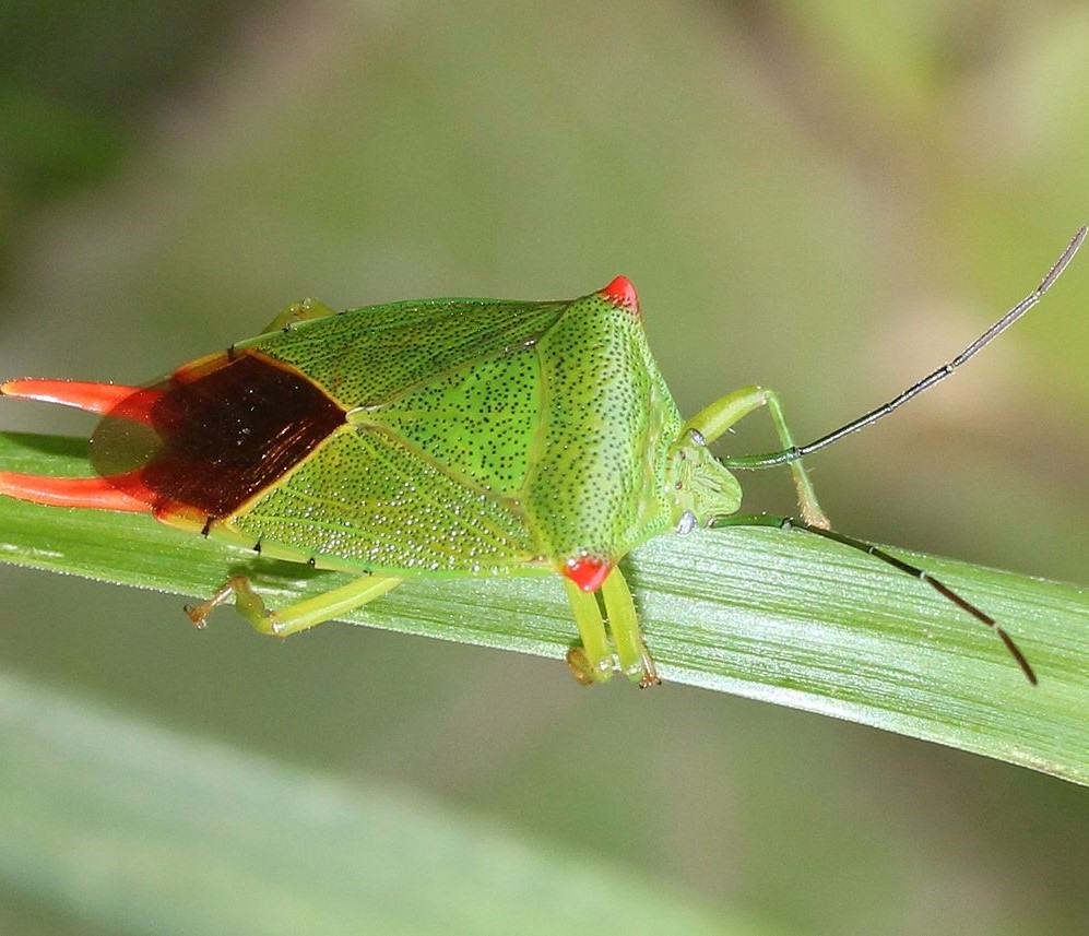 Acanthosoma labiduroides