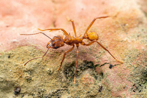 Acromyrmex coronatus