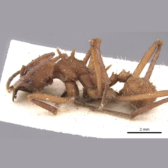 Acromyrmex echinatior