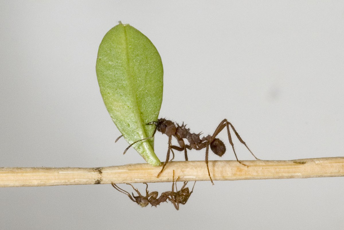 Acromyrmex octospinosus