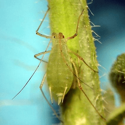 Acyrthosiphon pisum