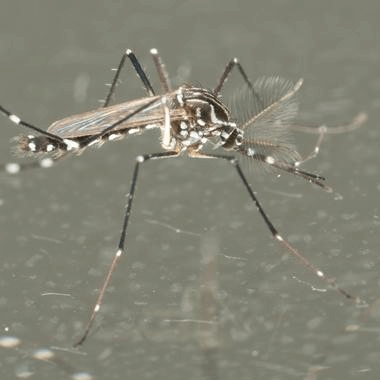 Aedes aegypti