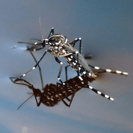 Aedes albopictus