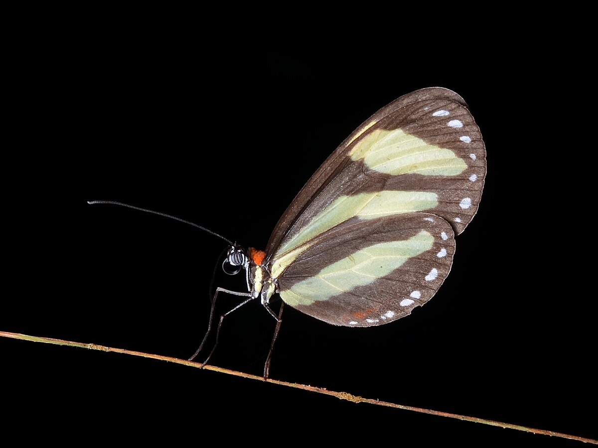 Aeria eurimedia