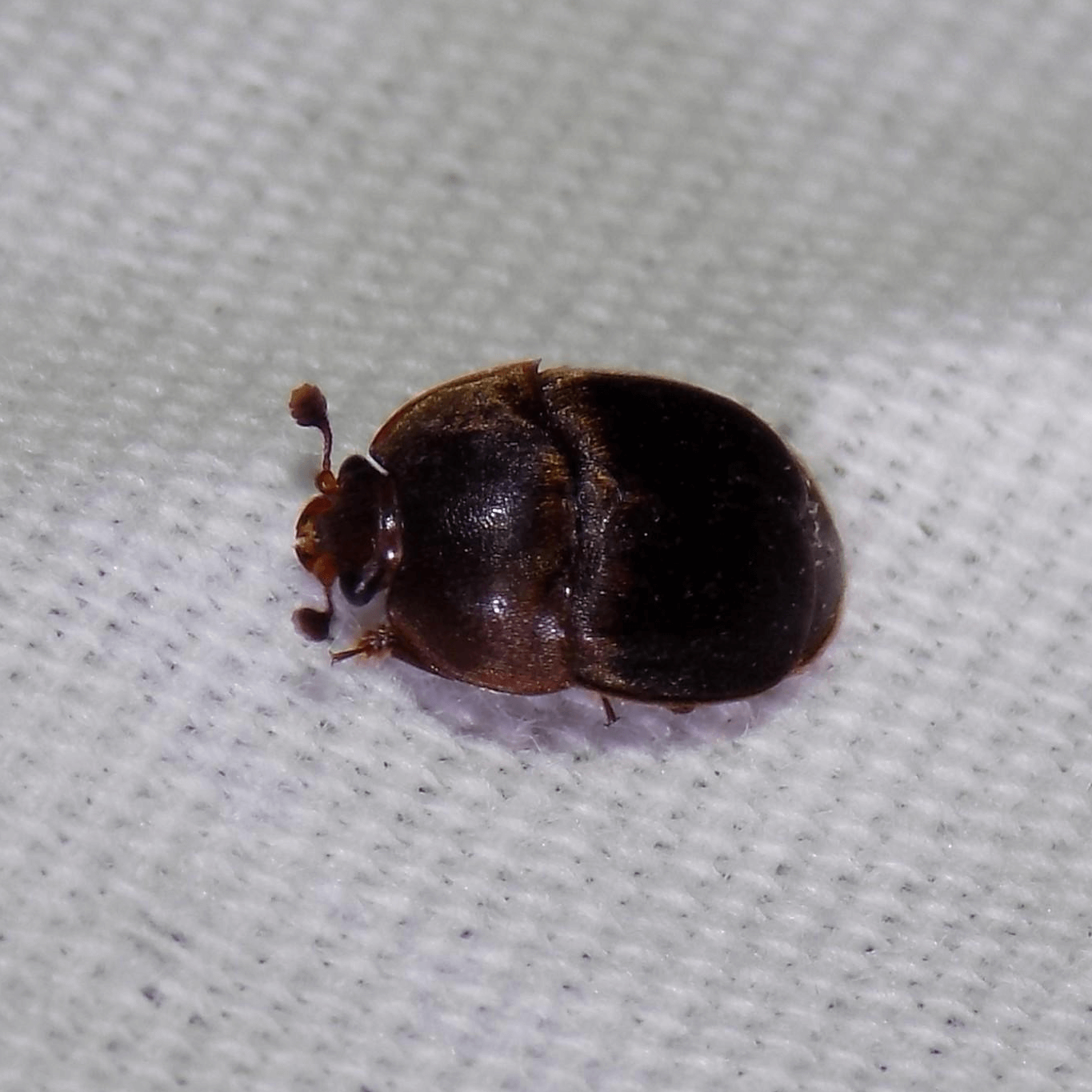 Aethina tumida