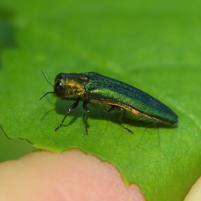 Agrilus planipennis
