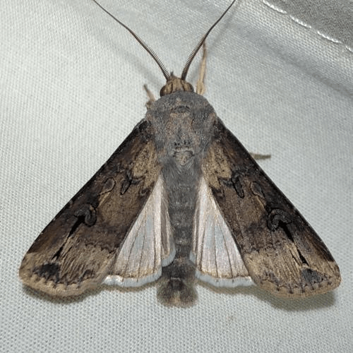 Agrotis ipsilon