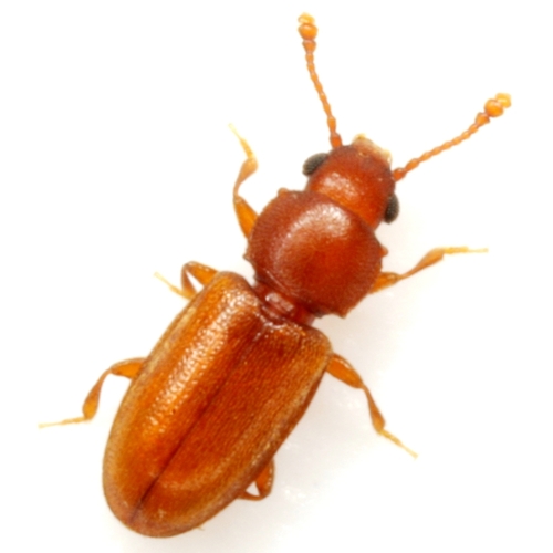 Ahasverus advena