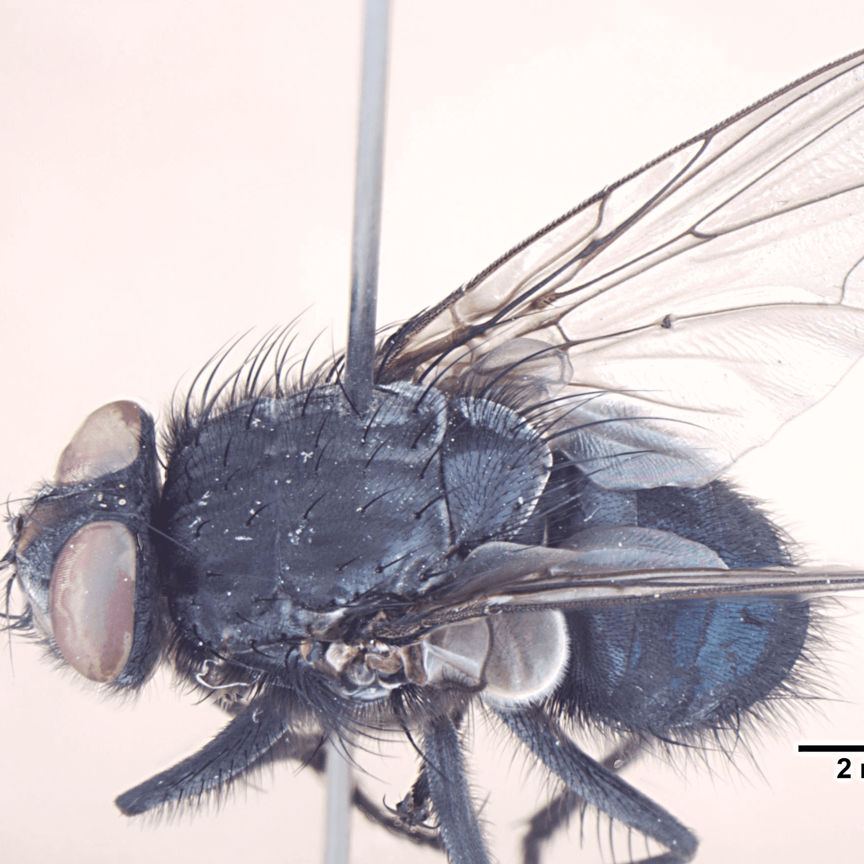 Aldrichina grahami