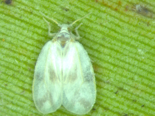 Aleurodicus rugioperculatus