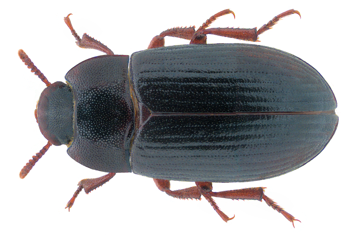 Alphitobius diaperinus