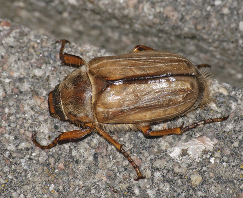 Amphimallon solstitiale