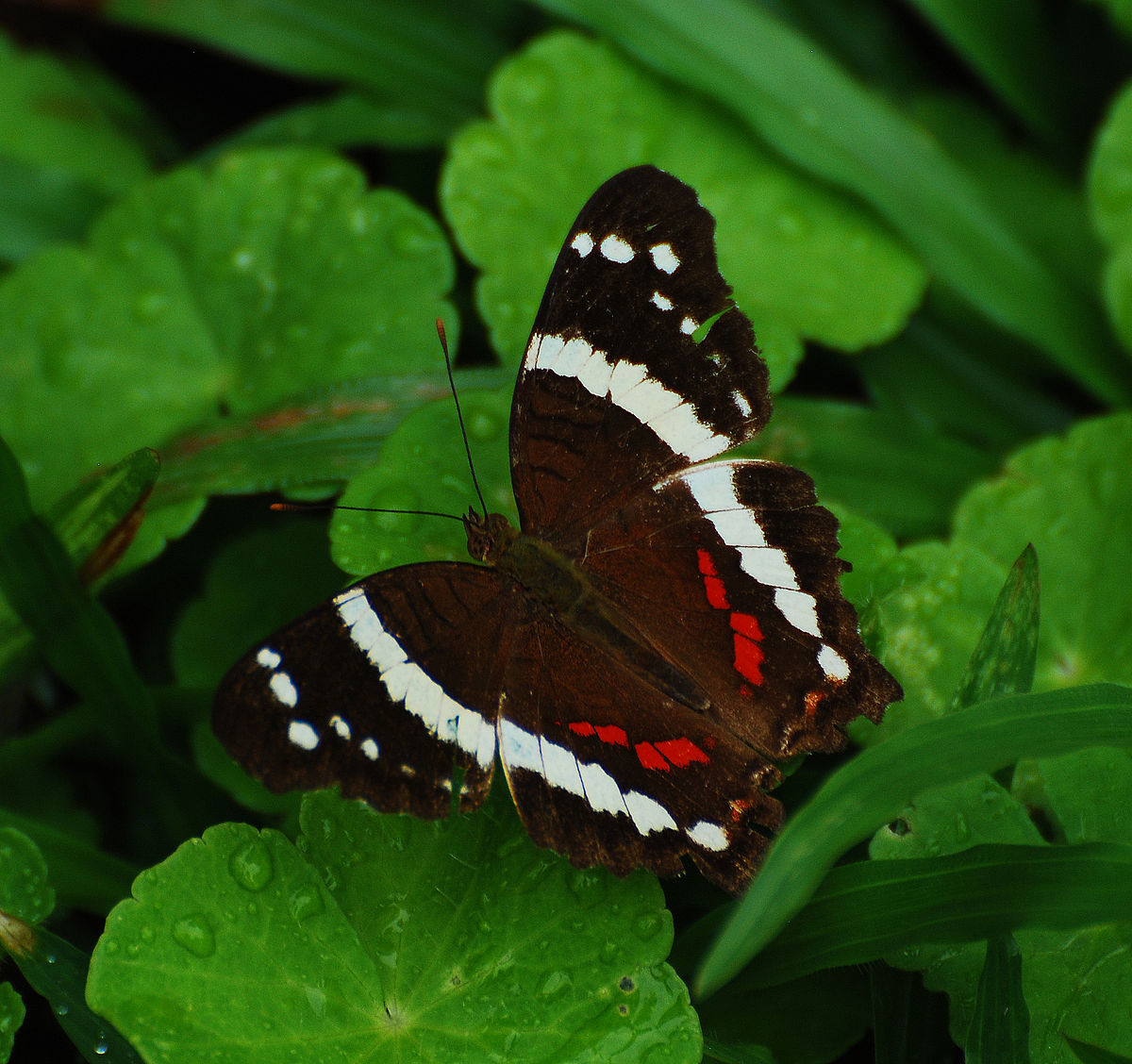 Anartia fatima