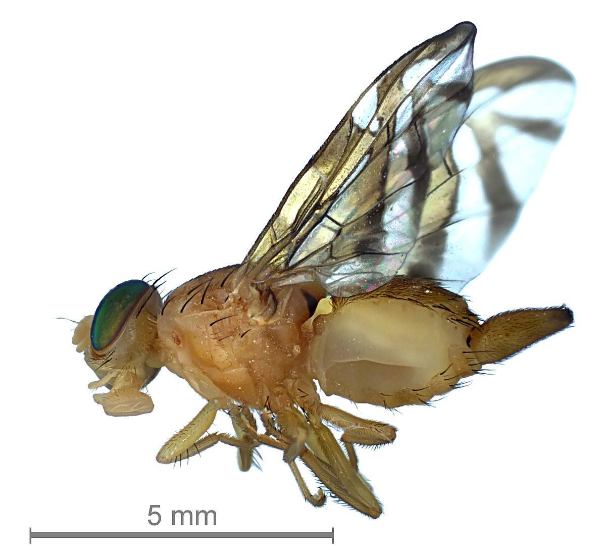 Anastrepha obliqua