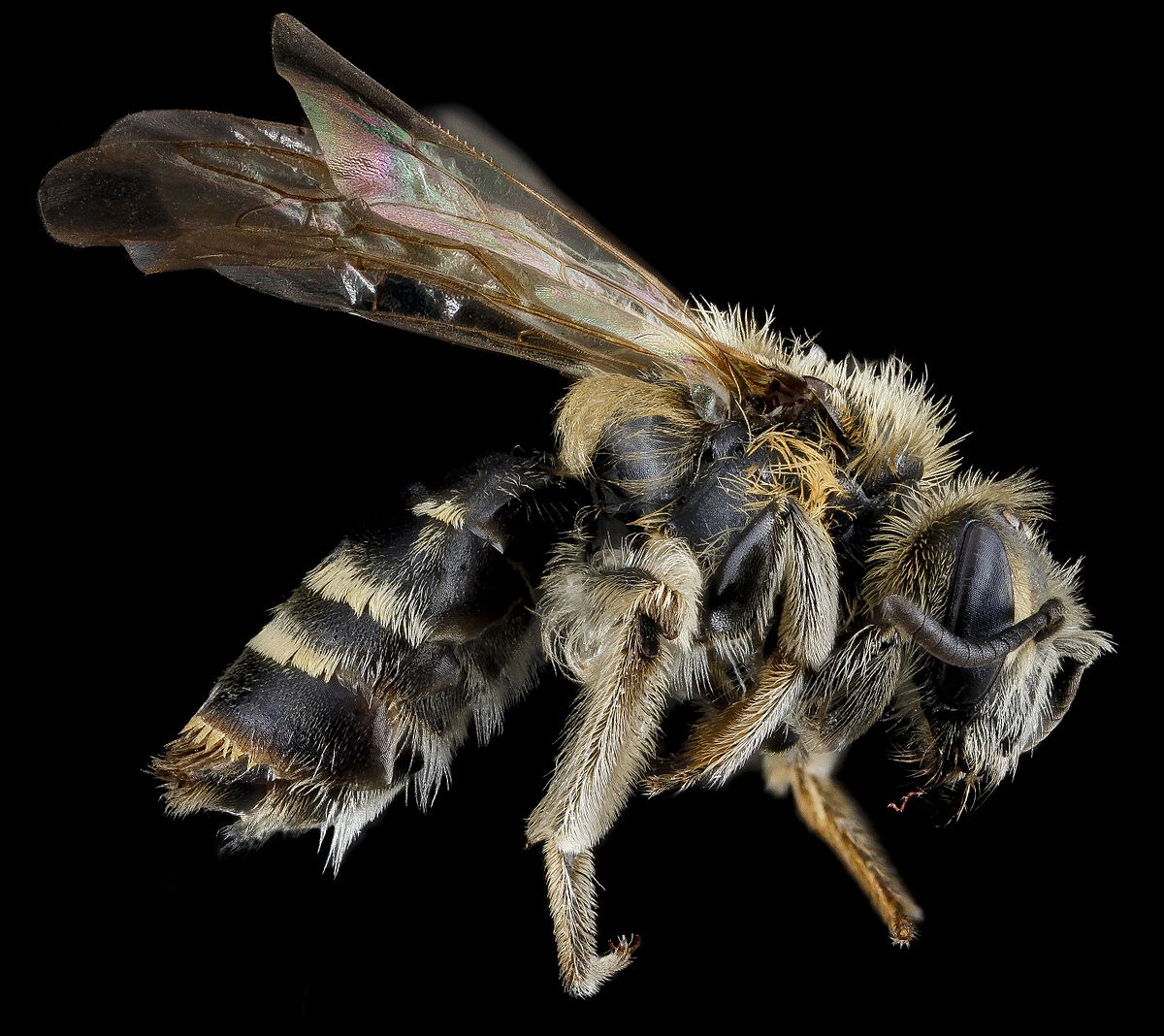 Andrena nasonii