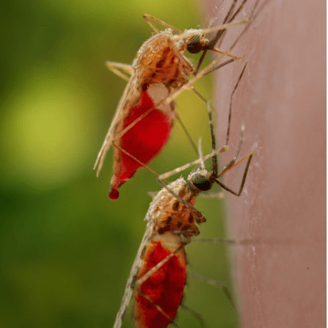 Anopheles gambiae
