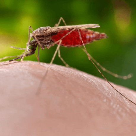 Anopheles merus