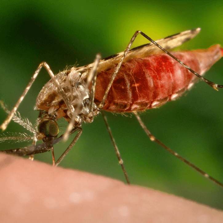 Anopheles quadriannulatus