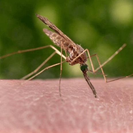 Anopheles sinensis
