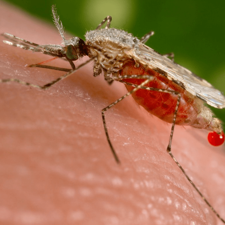 Anopheles stephensi