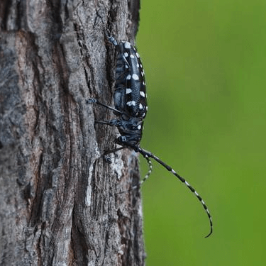 Anoplophora glabripennis