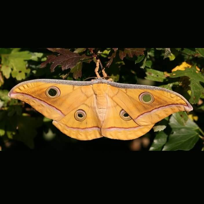Antheraea mylitta