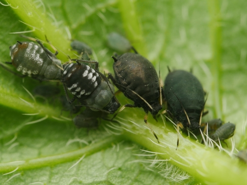 Aphis fabae