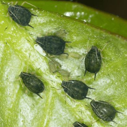 Aphis gossypii