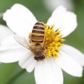 Apis cerana