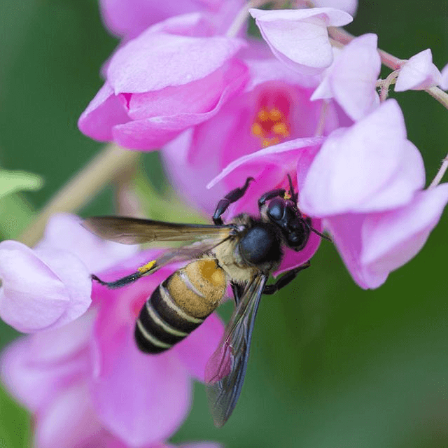 Apis dorsata