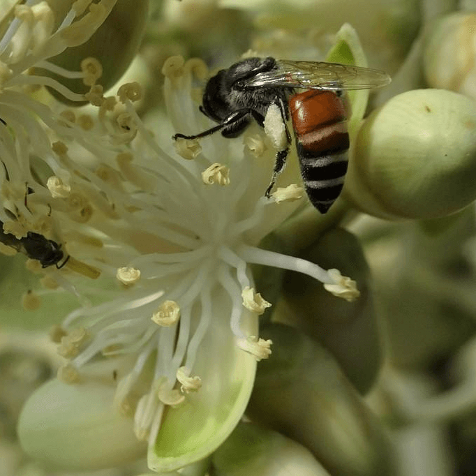 Apis florea