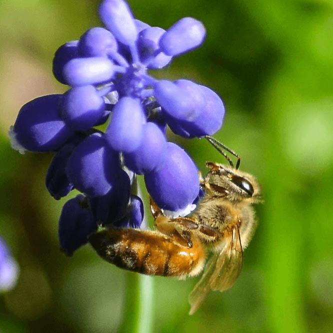 Apis mellifera