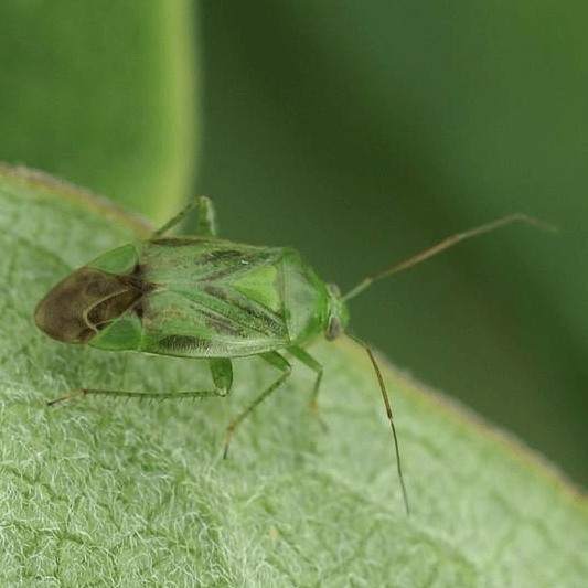 Apolygus lucorum