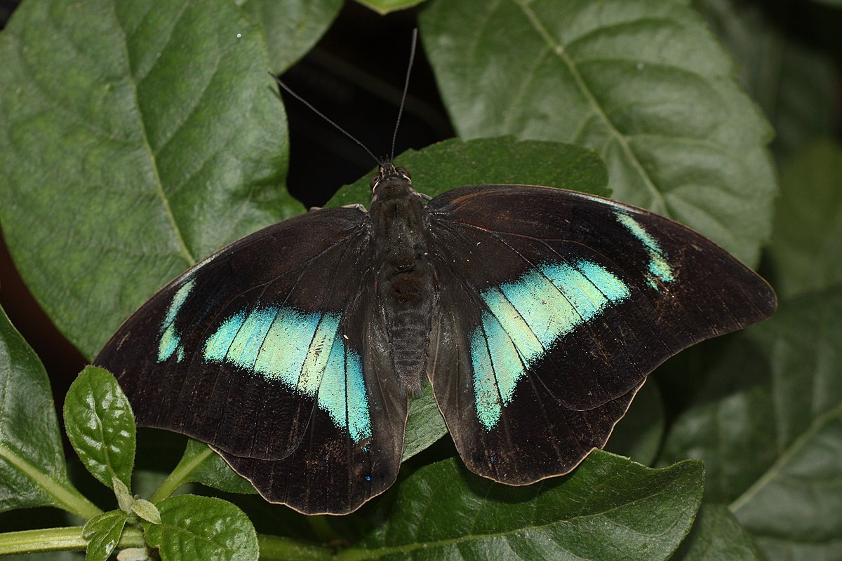 Archaeoprepona demophon