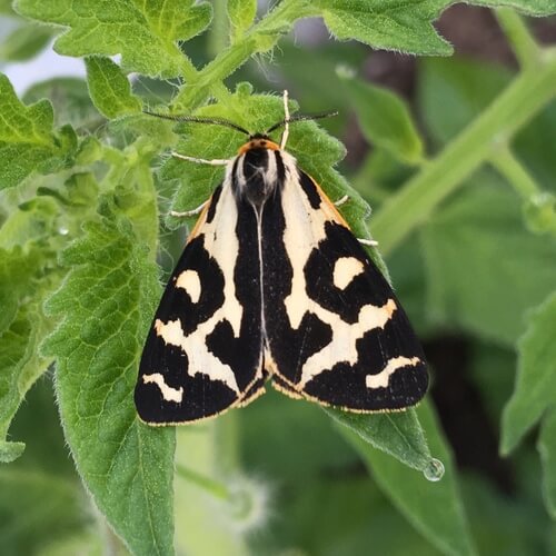 Arctia plantaginis