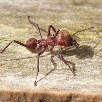 Atta cephalotes