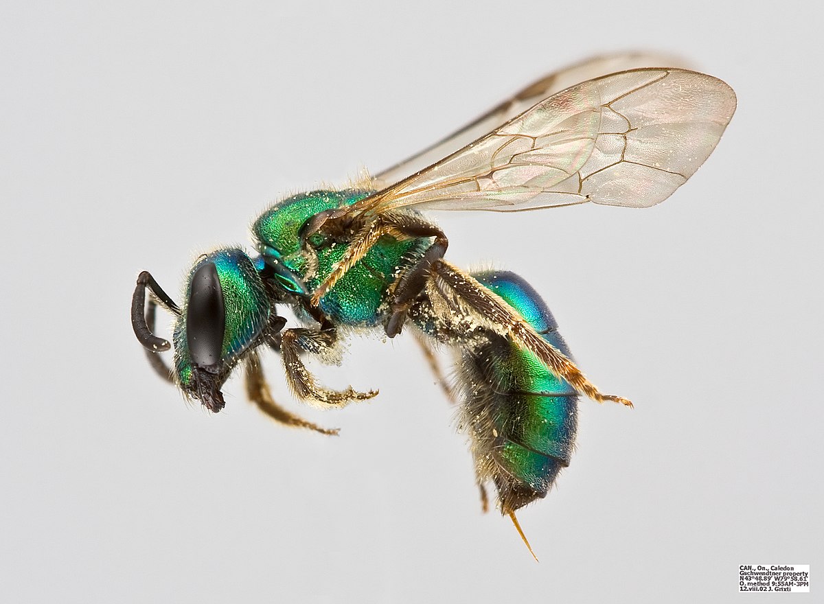 Augochlora pura