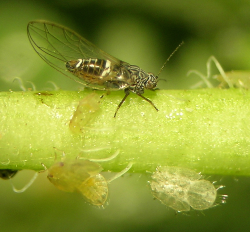Bactericera cockerelli
