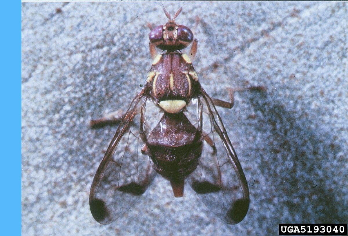 Bactrocera cucurbitae