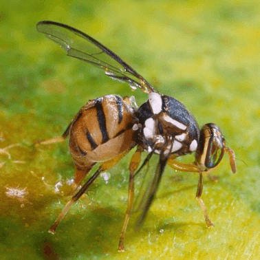 Bactrocera dorsalis