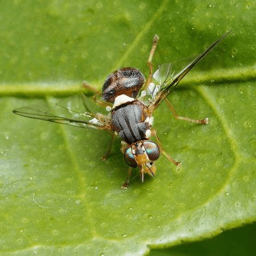 Bactrocera oleae