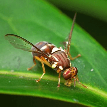 Bactrocera tryoni