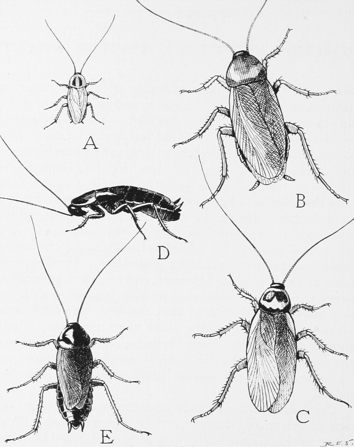 Blattaria