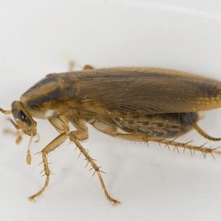 Blattella germanica