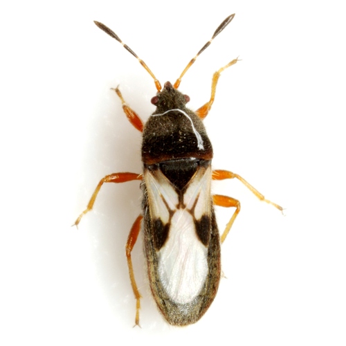 Blissus insularis
