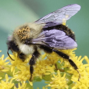 Bombus impatiens