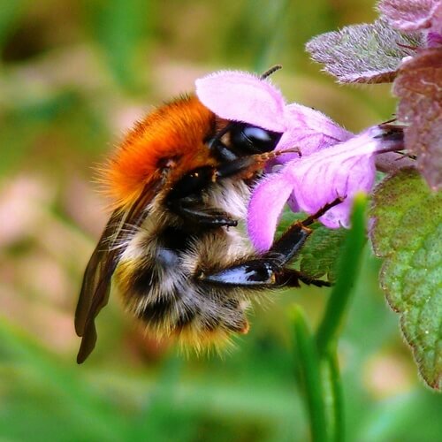 Bombus pascuorum