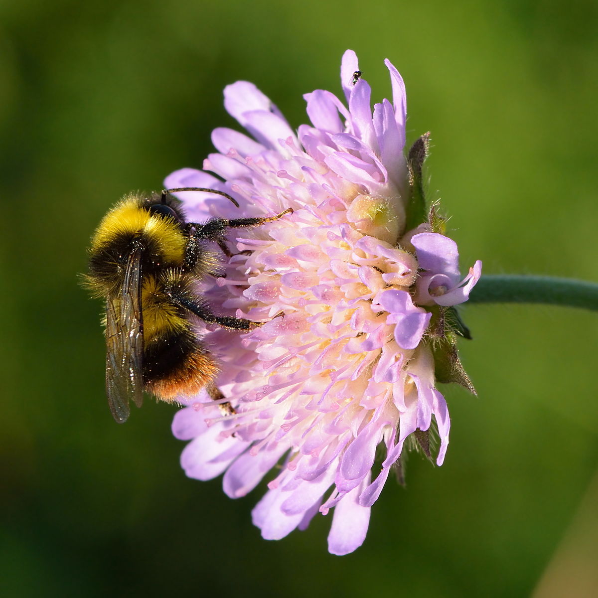 Bombus pratorum